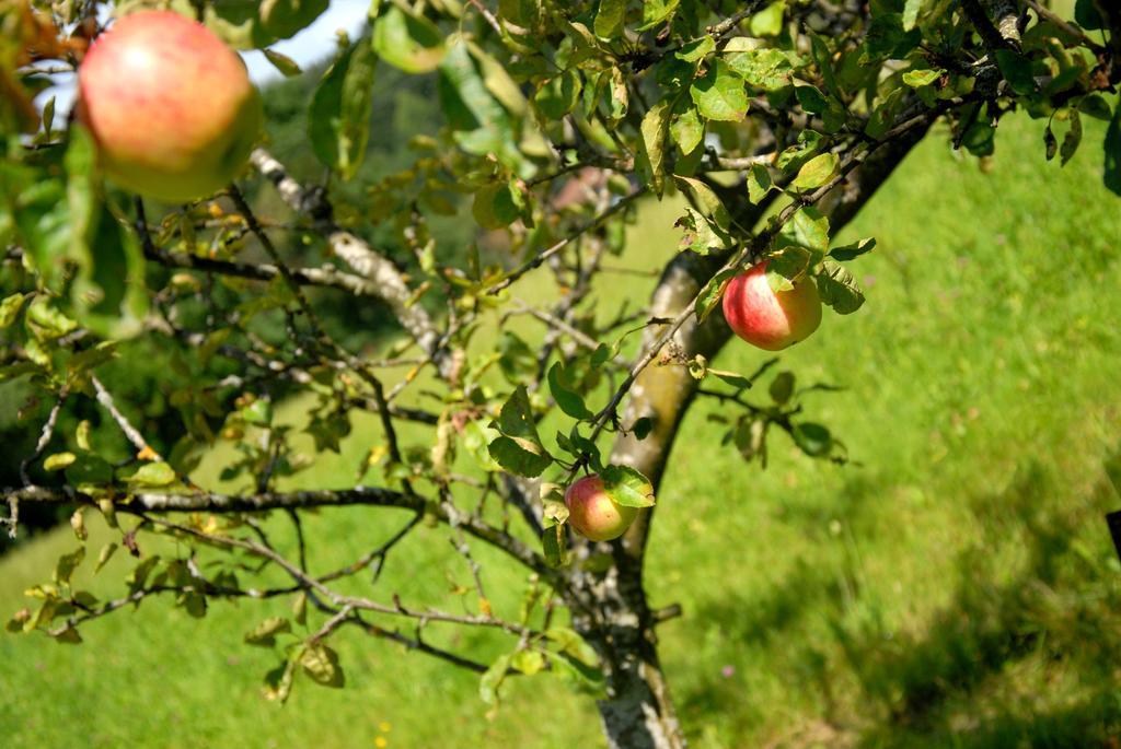 Fruehstueckspension Wiesenhaus Miesenbach  Exteriör bild